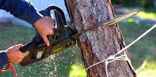 Best Tree Cabling and Bracing  in Diamond Springs, CA