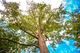 Best Tree Health Inspection  in Diamond Springs, CA