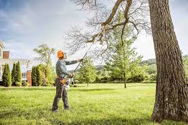 Best Hedge Trimming  in Diamond Springs, CA