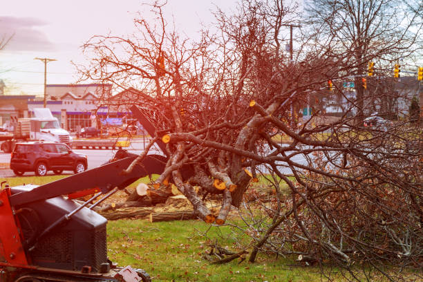 Best Leaf Removal  in Diamond Springs, CA