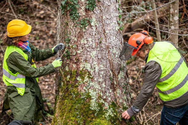 Best Emergency Tree Removal  in Diamond Springs, CA