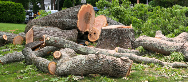 Best Lot and Land Clearing  in Diamond Springs, CA