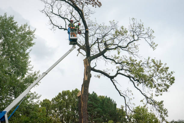 How Our Tree Care Process Works  in  Diamond Springs, CA