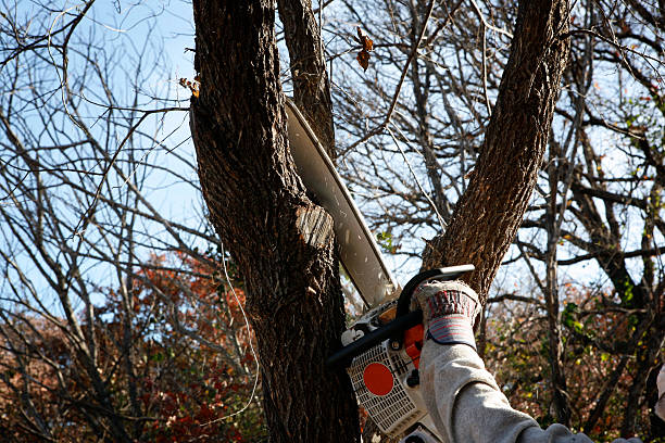 Best Lawn Pest Prevention  in Diamond Springs, CA