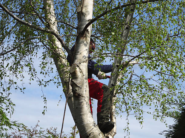Best Tree Risk Assessment  in Diamond Springs, CA