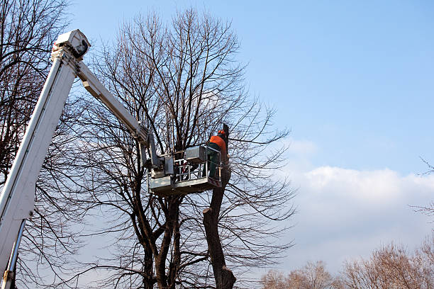 Best Firewood Processing and Delivery  in Diamond Springs, CA
