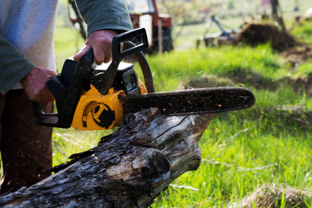 Best Tree and Shrub Care  in Diamond Springs, CA