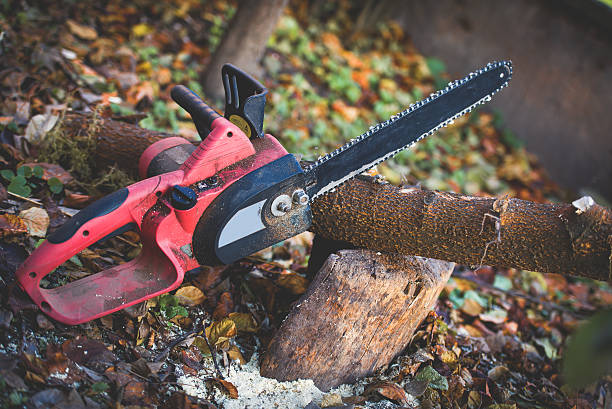 Best Tree Maintenance Programs  in Diamond Springs, CA