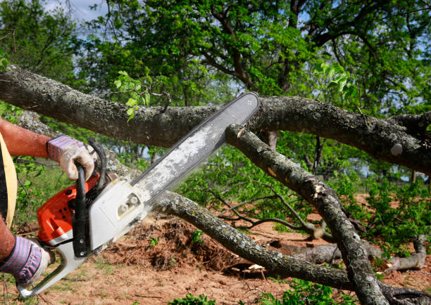 Diamond Springs, CA Tree Care Pros